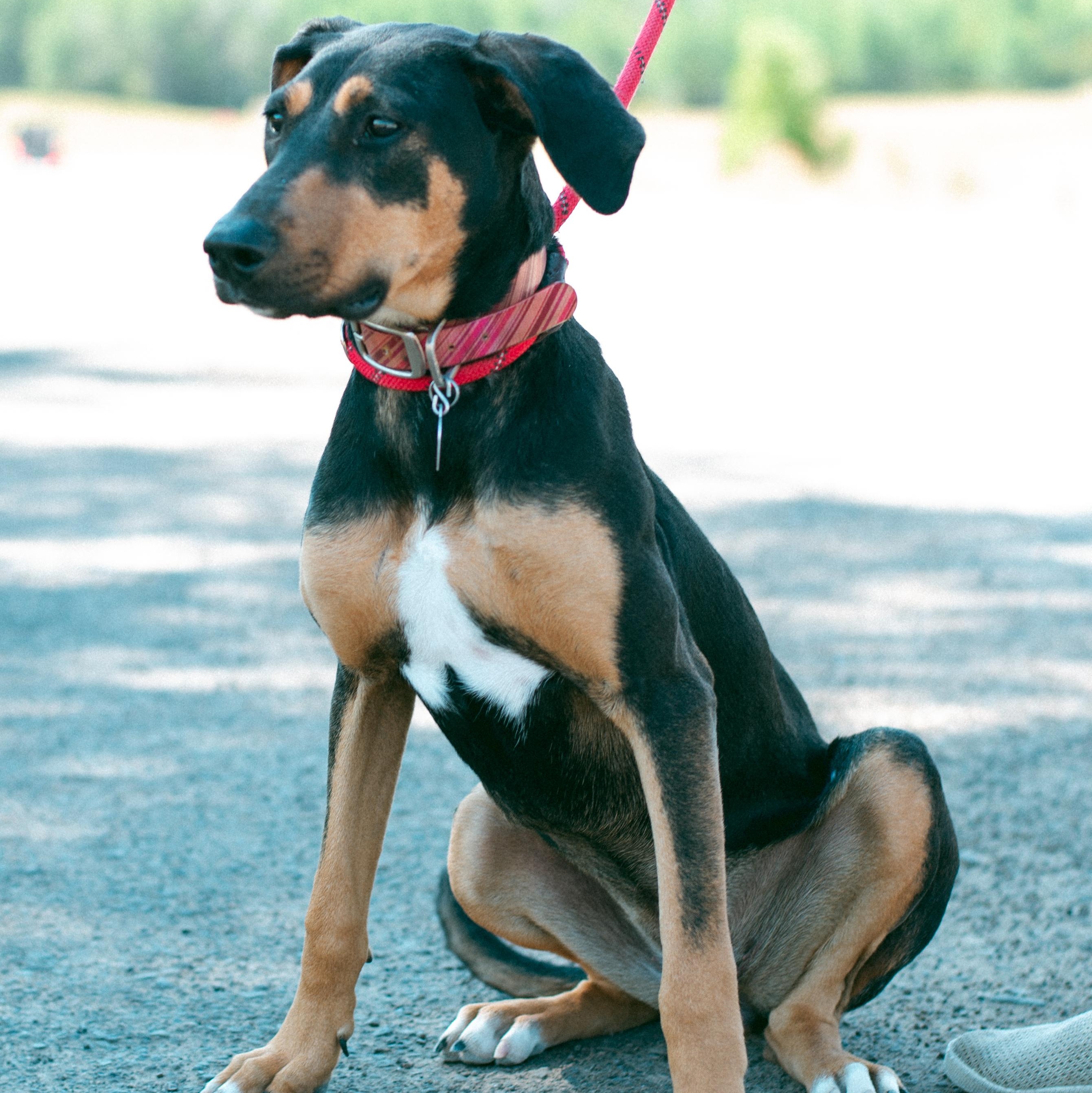Josie, an adoptable Doberman Pinscher in Thayne, WY, 83127 | Photo Image 3