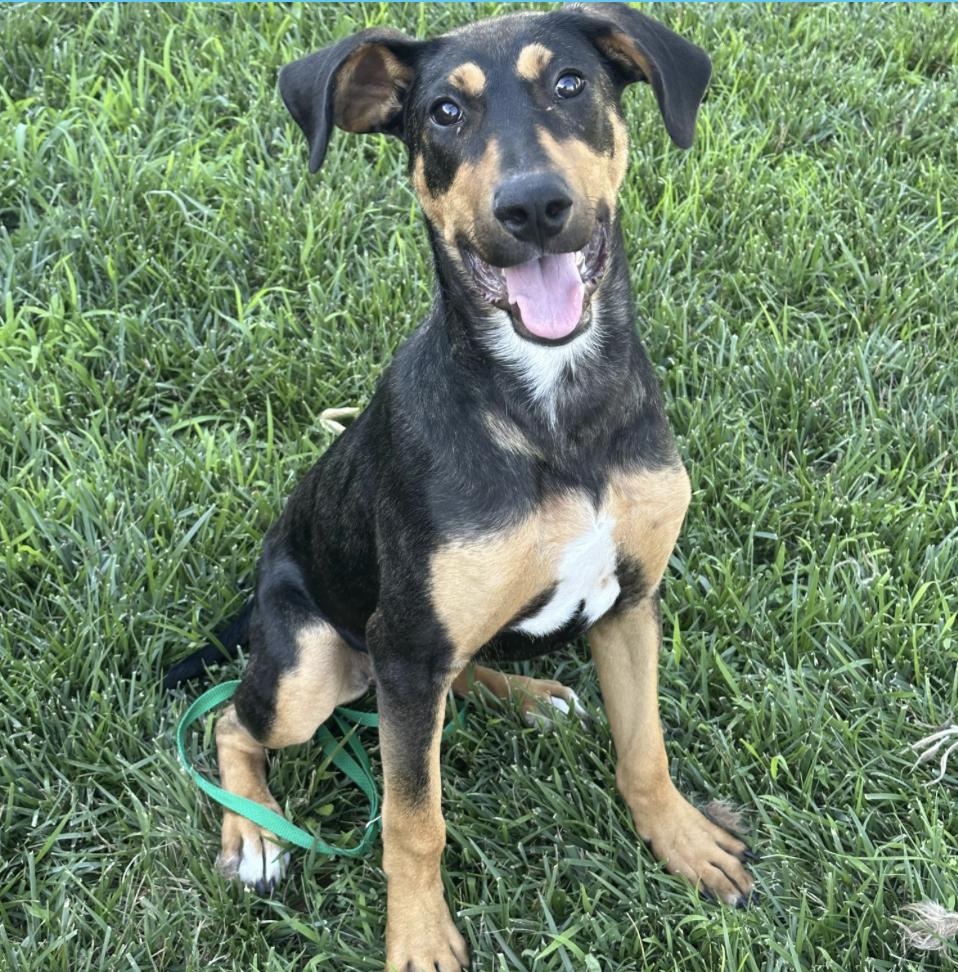 Josie, an adoptable Doberman Pinscher in Thayne, WY, 83127 | Photo Image 2