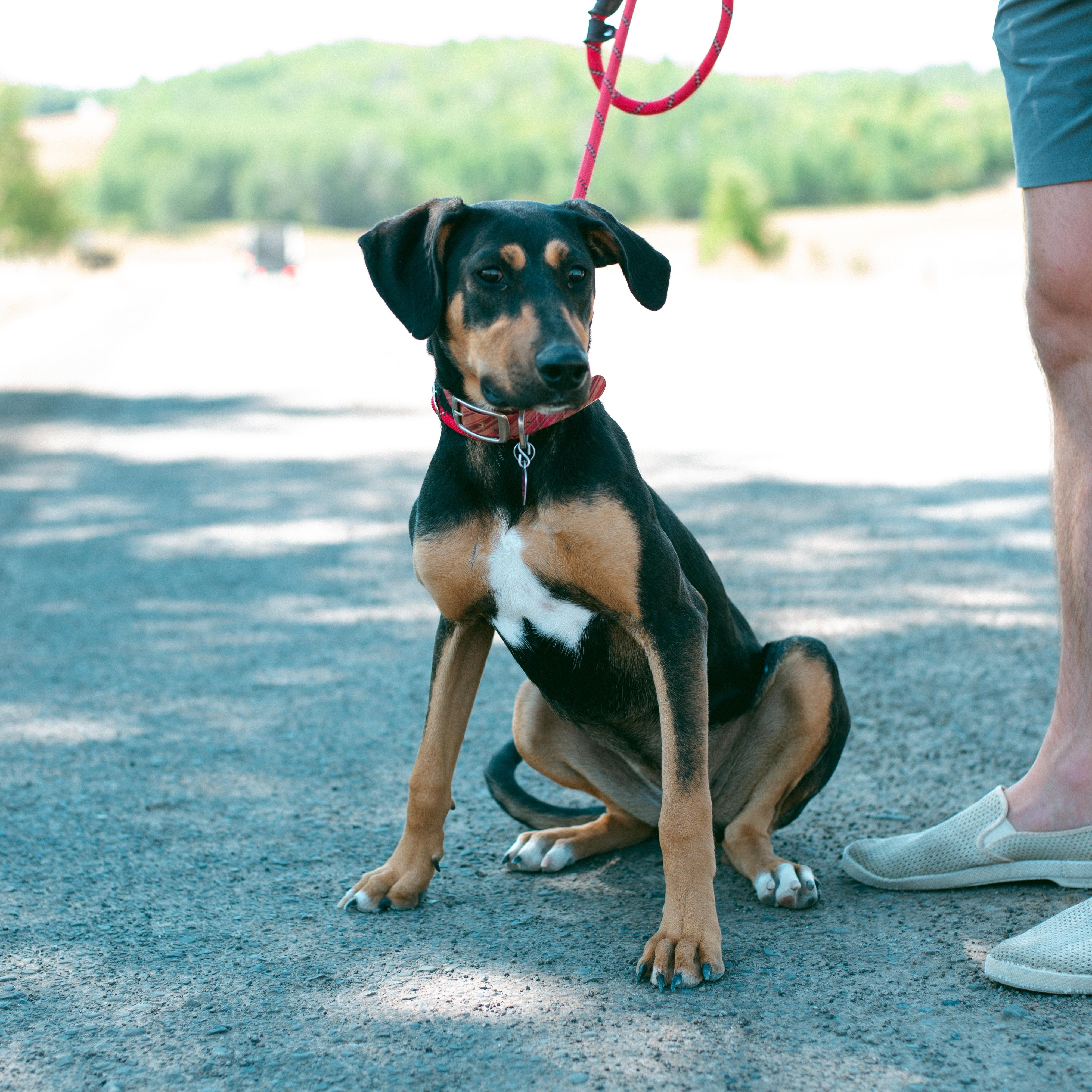 Josie, an adoptable Doberman Pinscher in Thayne, WY, 83127 | Photo Image 5