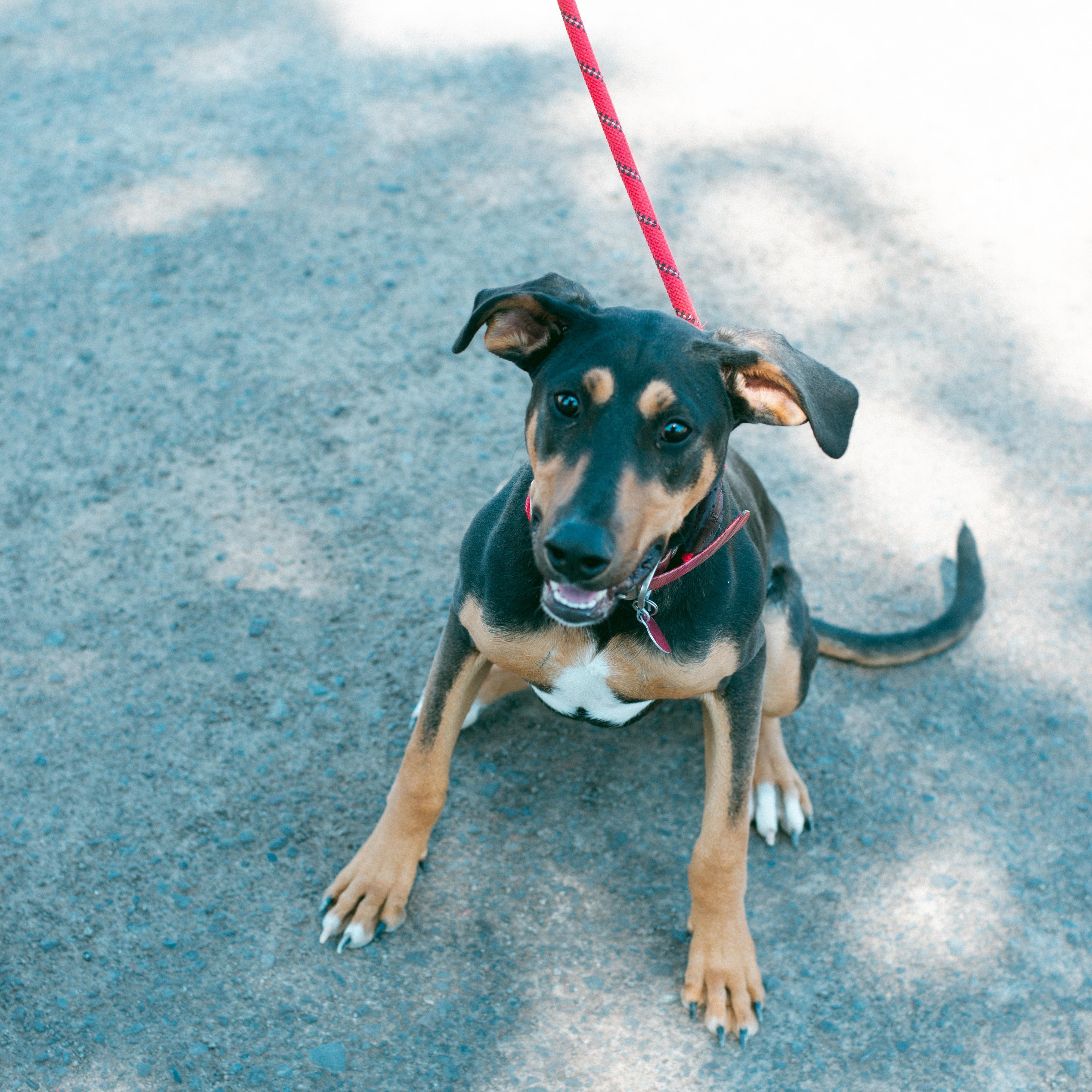 Josie, an adoptable Doberman Pinscher in Thayne, WY, 83127 | Photo Image 4