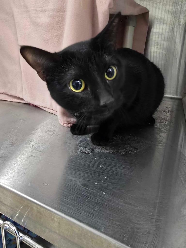 Momma Plant, Adoptable, Young Female Domestic Short Hair.