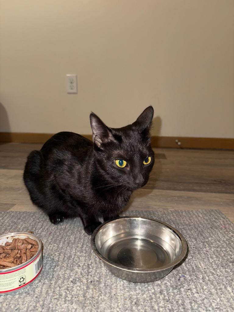 Enlarge Momma Plant, a Adoptable mixed breed in Minot, ND image 2/3