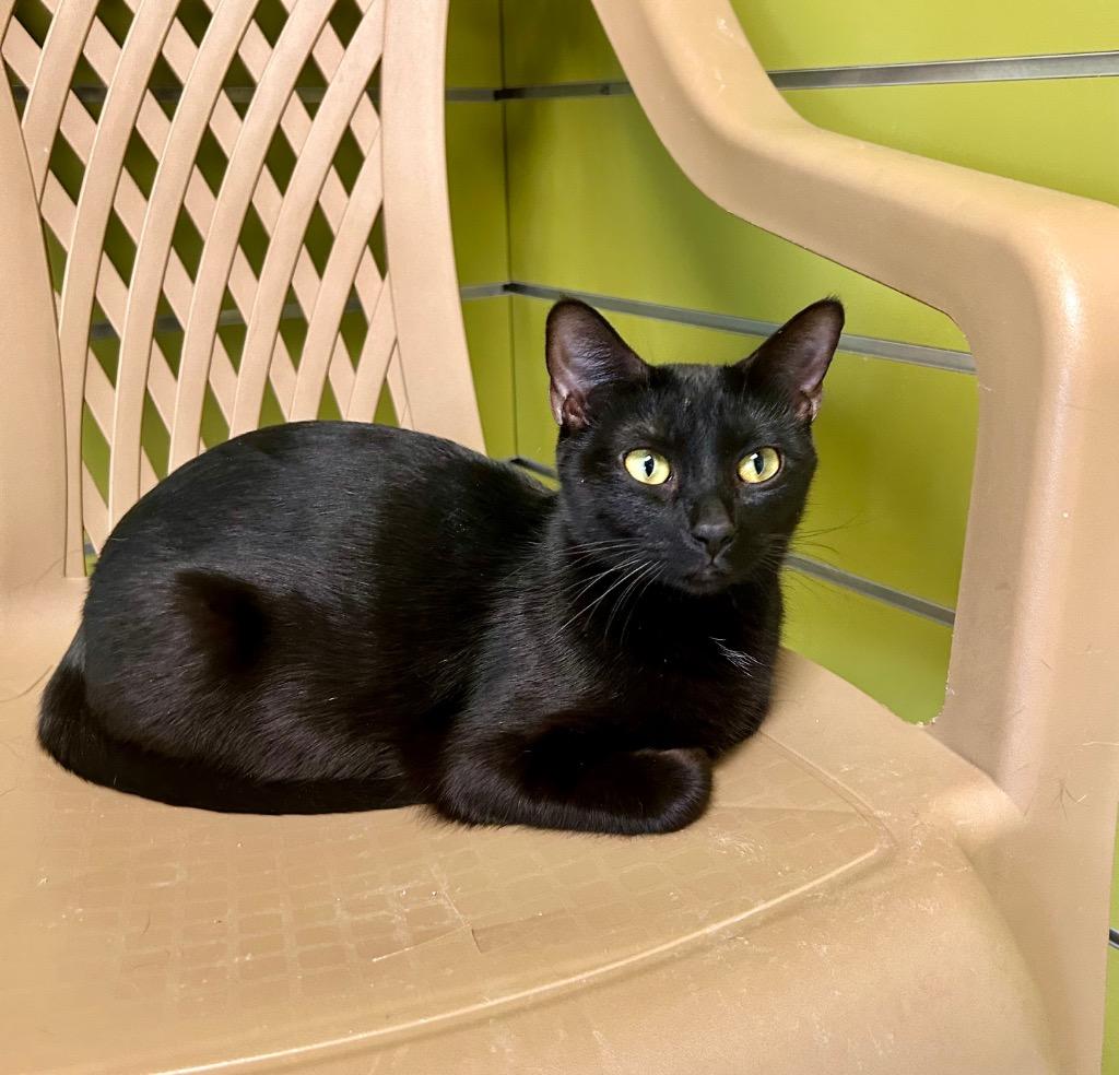 Momma Plant, Adoptable, Young Female Domestic Short Hair.