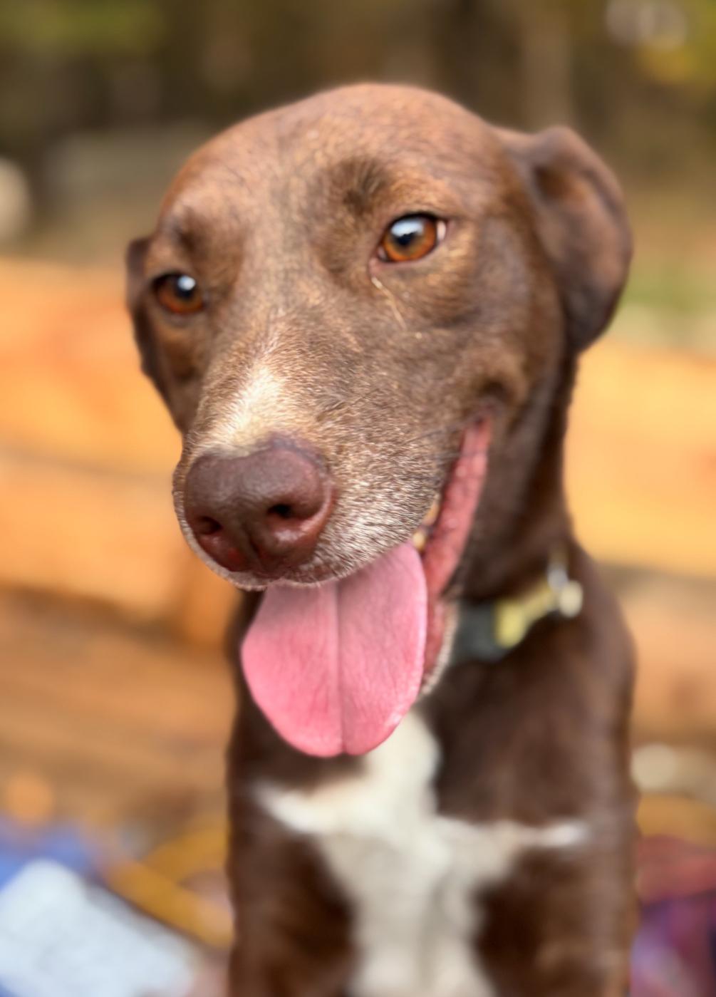 Draco, ADOPTABLE, Adult Male Chocolate Labrador Retriever.