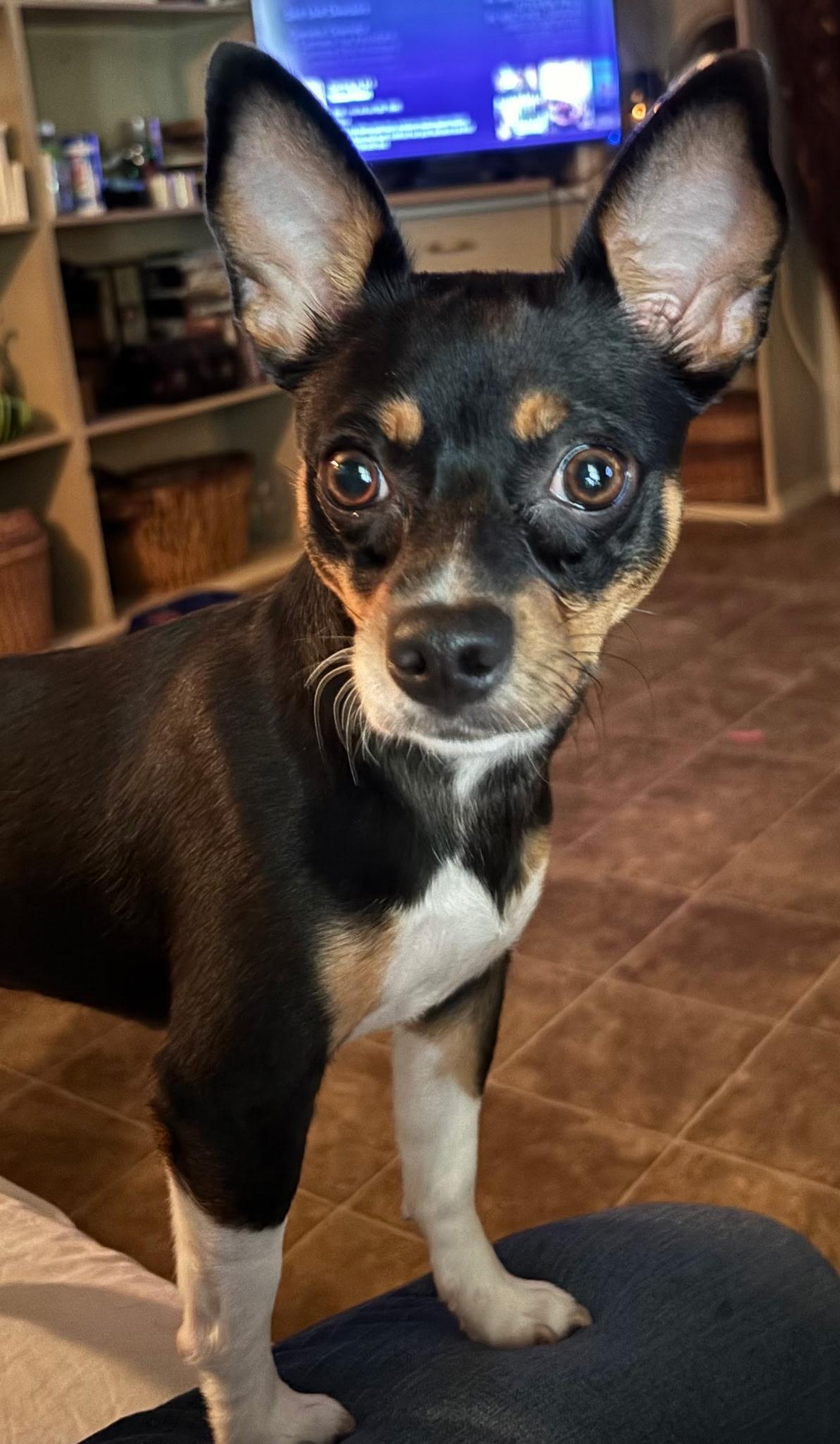 Zoey, an adopted Rat Terrier in Ville platte, LA image 1/5