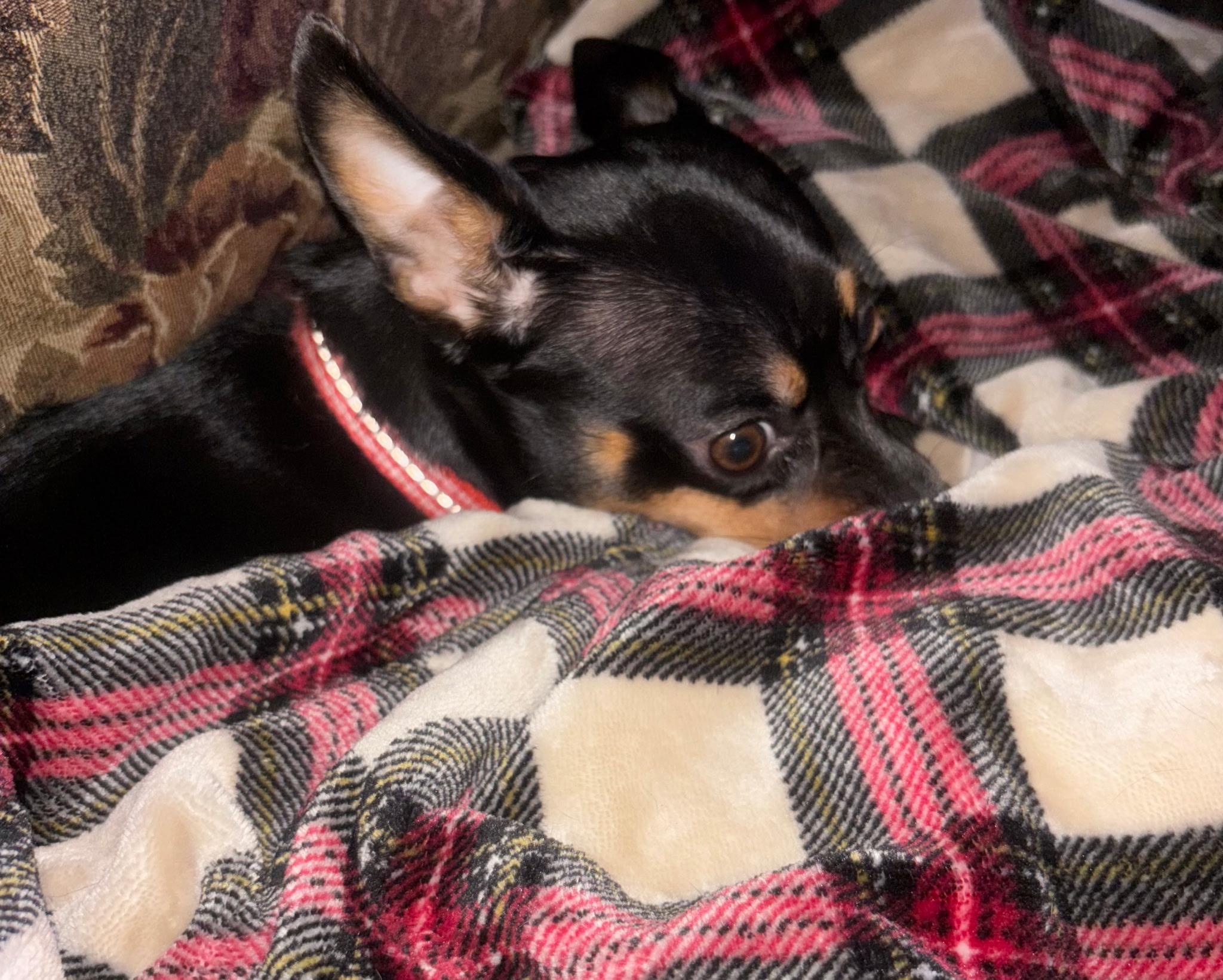 Zoey, an adopted Rat Terrier in Ville platte, LA image 4/5