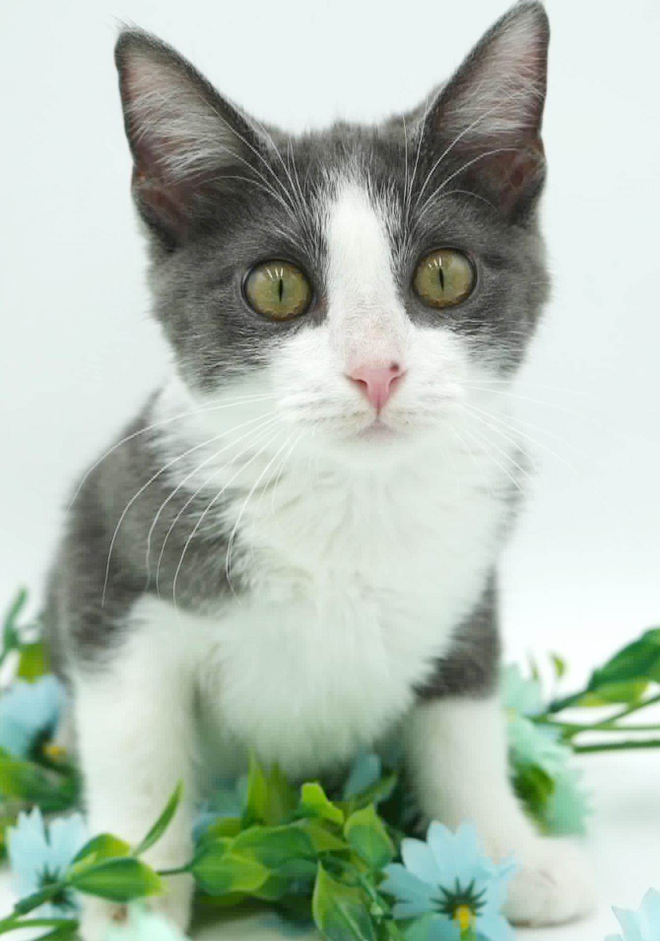 Aladdin Is Our Prince thumbnail 6