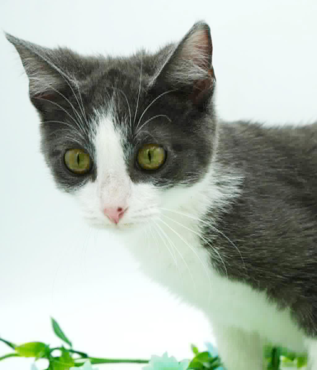 Aladdin Is Our Prince thumbnail 4