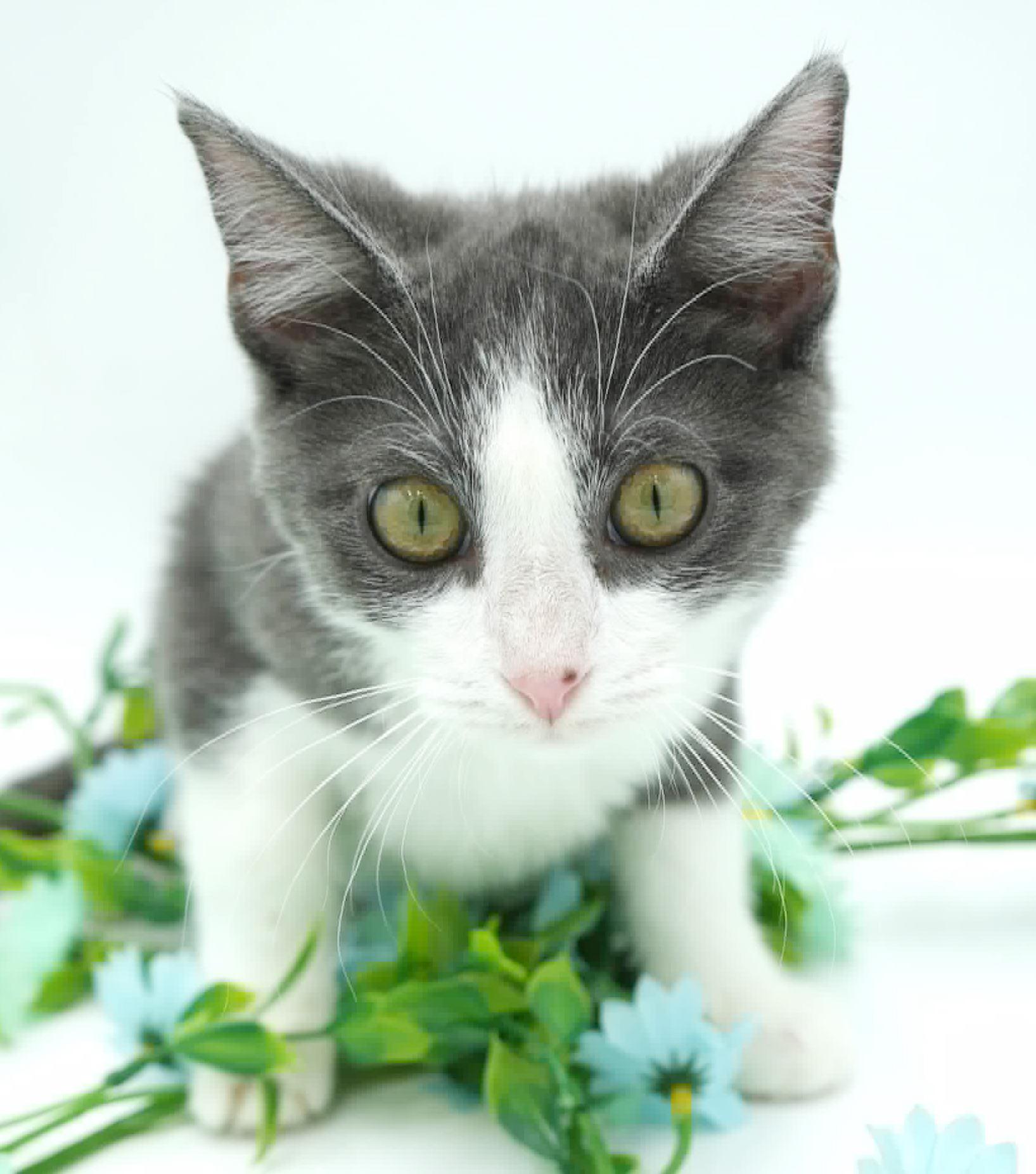 Aladdin Is Our Prince thumbnail 2