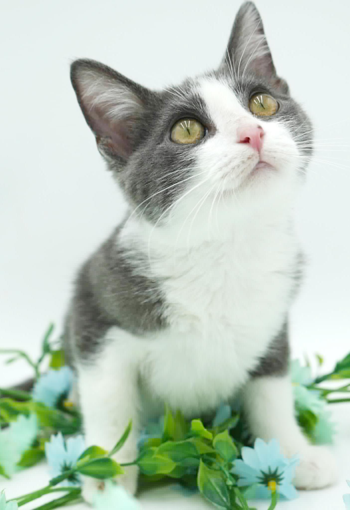 Aladdin Is Our Prince thumbnail 3