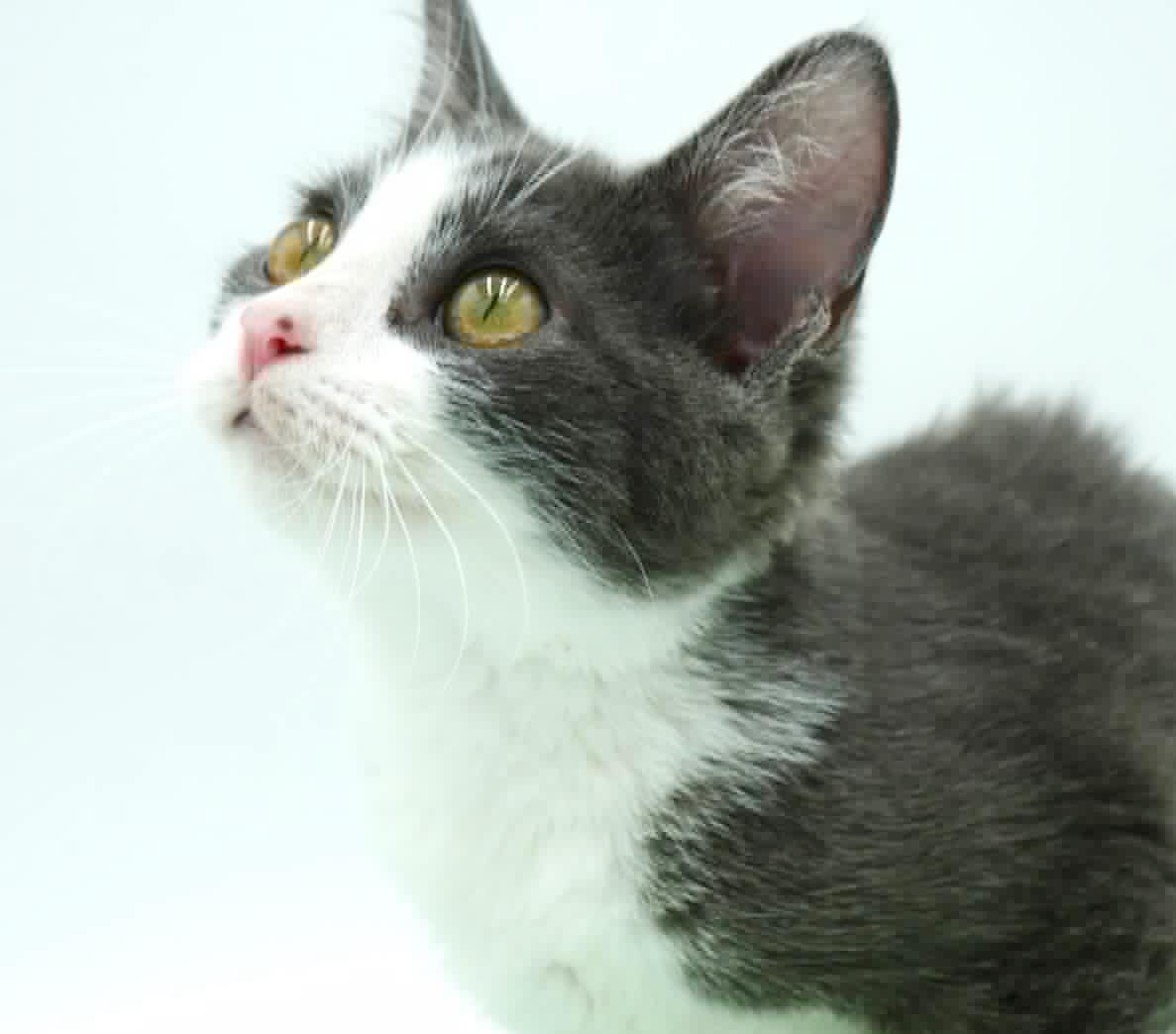 Aladdin Is Our Prince thumbnail 5