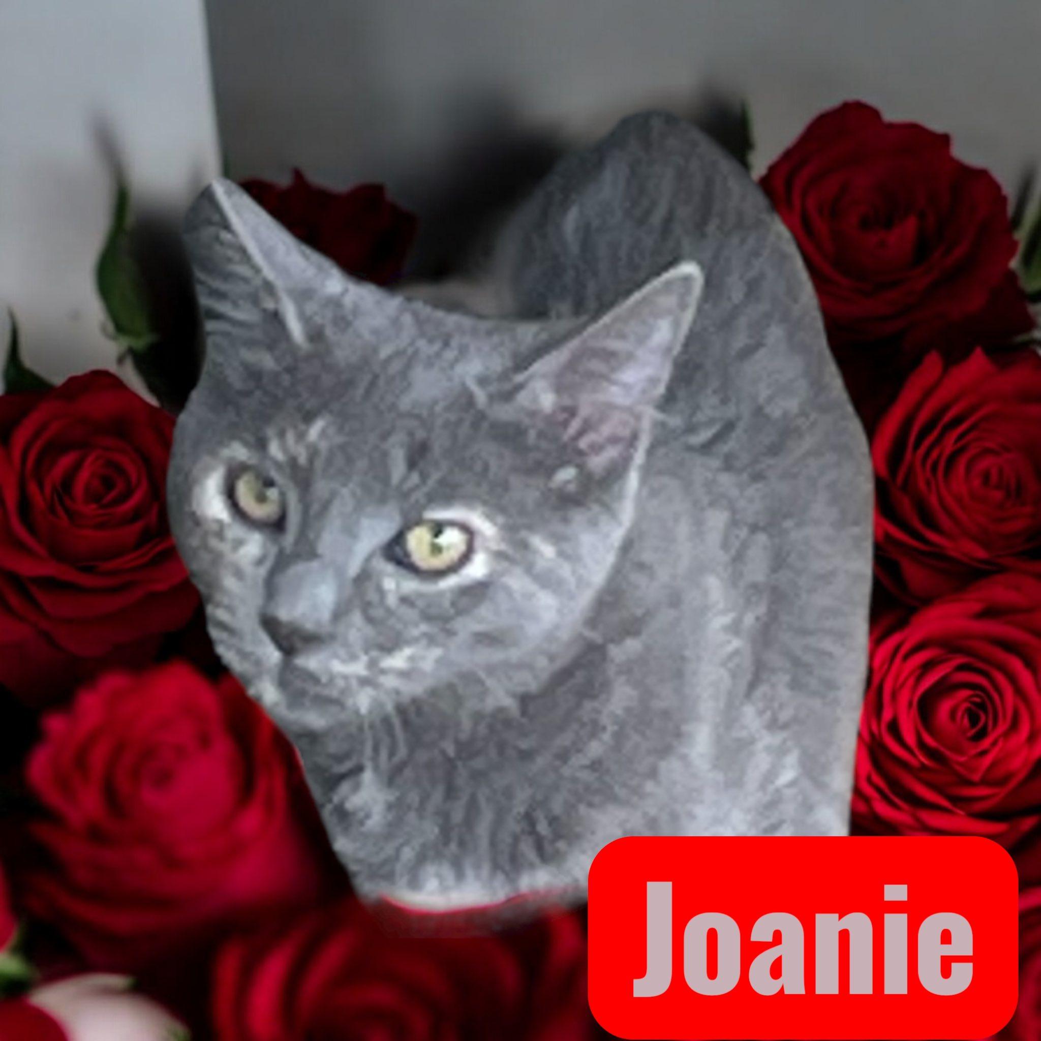 Joanie, a Adoptable mixed breed in Stratford, CT image 1/3