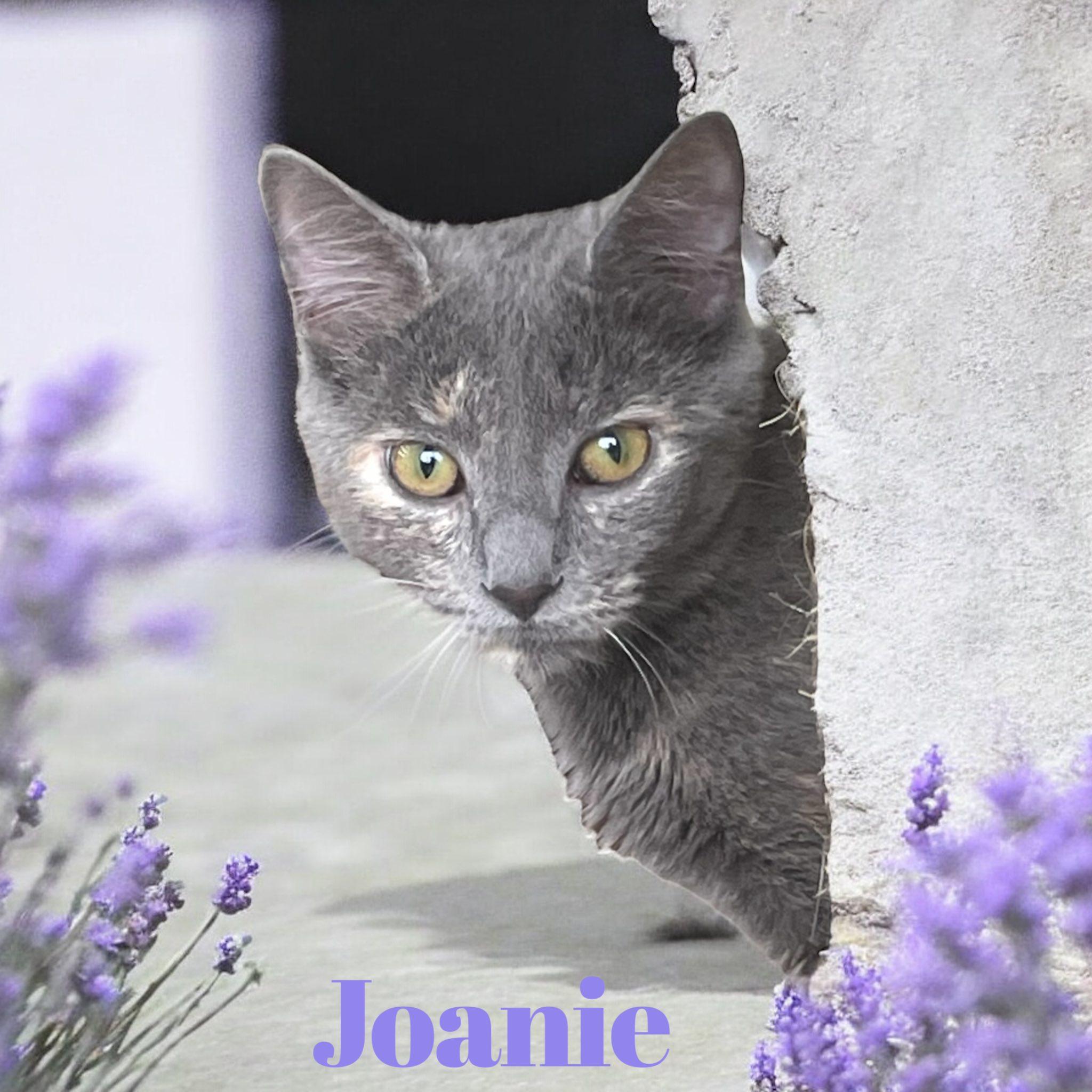 Joanie, a Adoptable mixed breed in Stratford, CT image 3/3