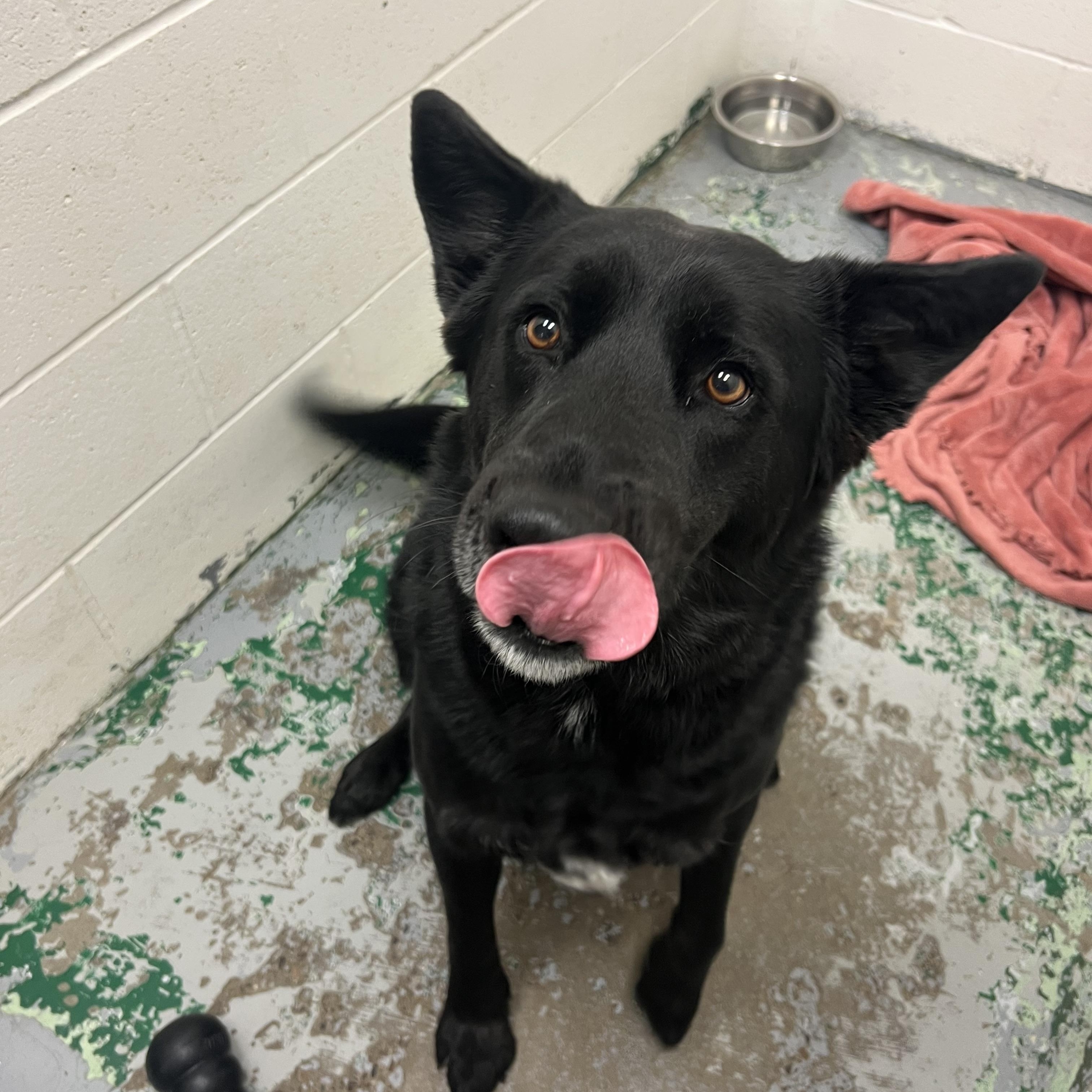 Rip, Adopted, Adult Male Black Labrador Retriever & Husky.