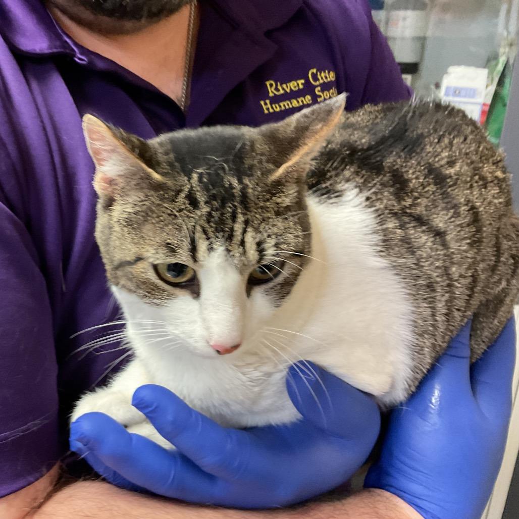 Enlarge Penelope, a Adoptable Domestic Short Hair in Monroe, LA image 1/1