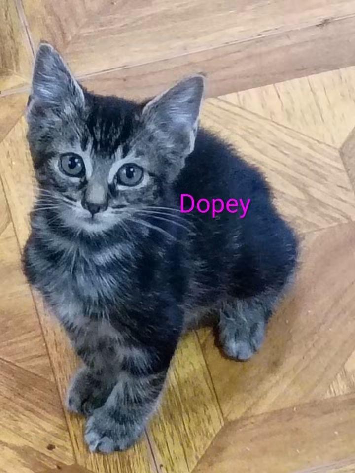Dopey, Adoptable, Kitten Male Domestic Short Hair.