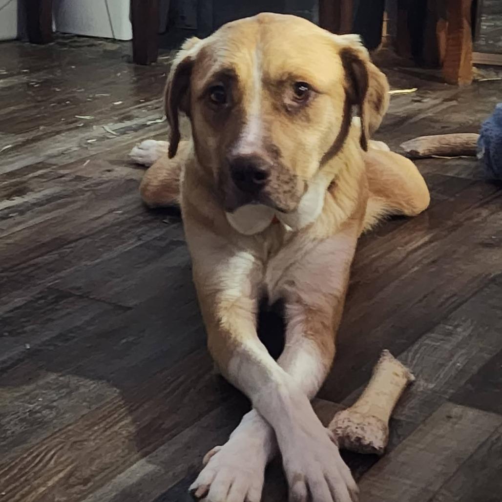 Mysma, Adoptable, Adult Female Mixed Breed.
