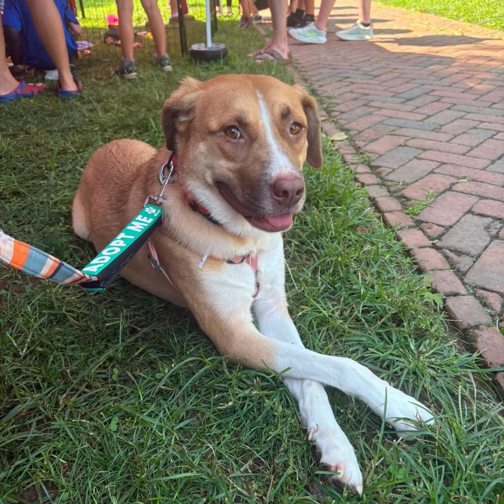 Mysma, Adoptable, Adult Female Mixed Breed.