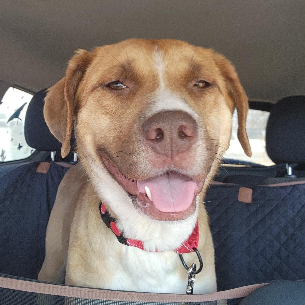 Enlarge Mysma, a Adoptable Mixed Breed in Fredericksburg, VA image 2/2