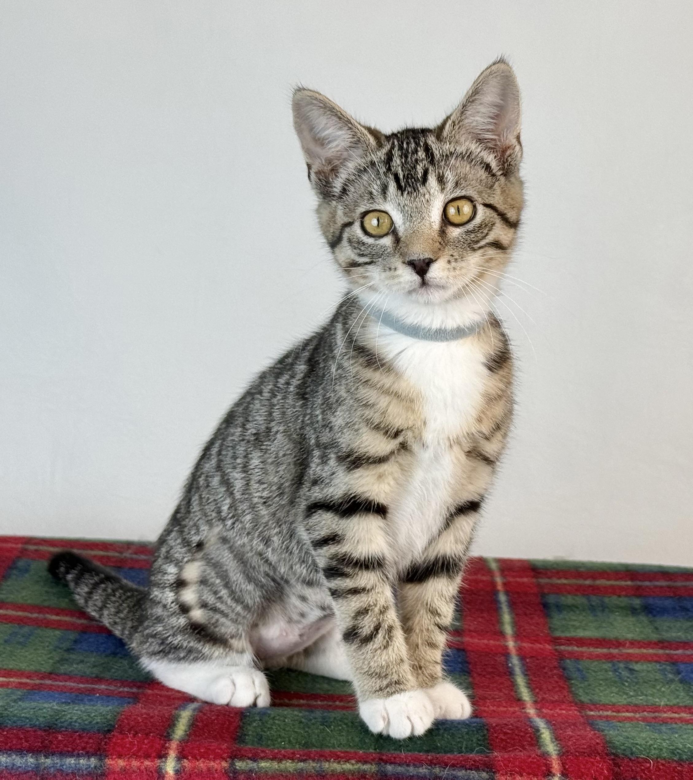 Enlarge Peanut, a Adoptable Domestic Short Hair in Dillon, MT image 1/1