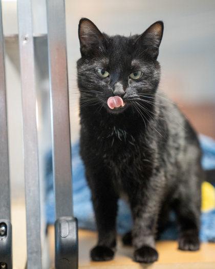 Enlarge Nova, a Adoptable mixed breed in Pequot Lakes, MN image 1/2