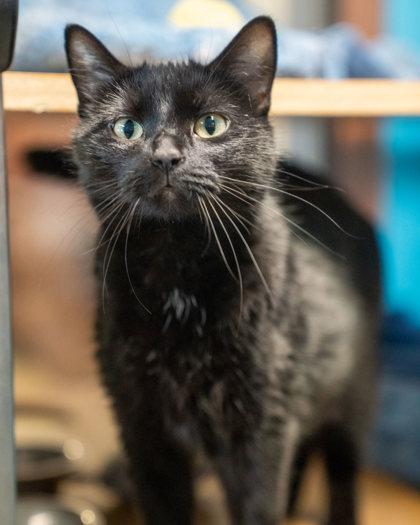 Enlarge Nova, a Adoptable mixed breed in Pequot Lakes, MN image 2/2