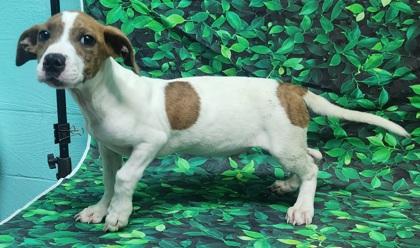 Enlarge Tyler, a Adoptable mixed breed in Elmira, NY image 1/2