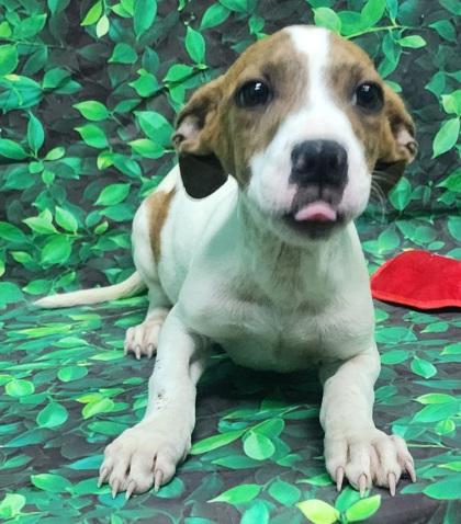 Enlarge Tyler, a Adoptable mixed breed in Elmira, NY image 2/2