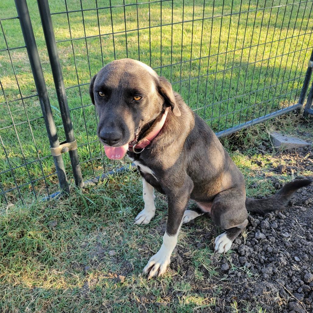 Enlarge Willa, a Adoptable mixed breed in Corsicana, TX image 1/1