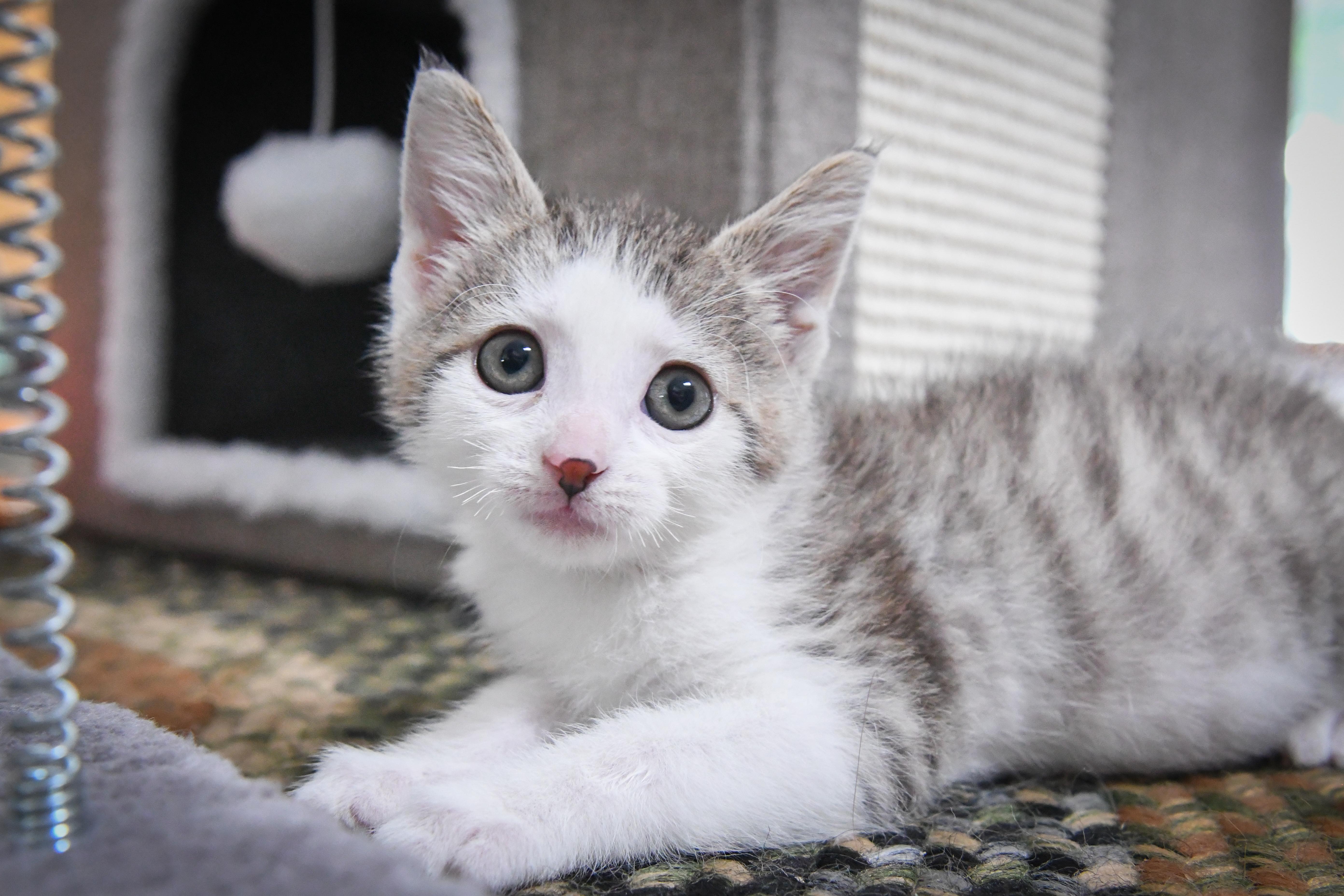 Enlarge Joy, a ADOPTABLE Domestic Short Hair in Port Washington, WI image 2/3