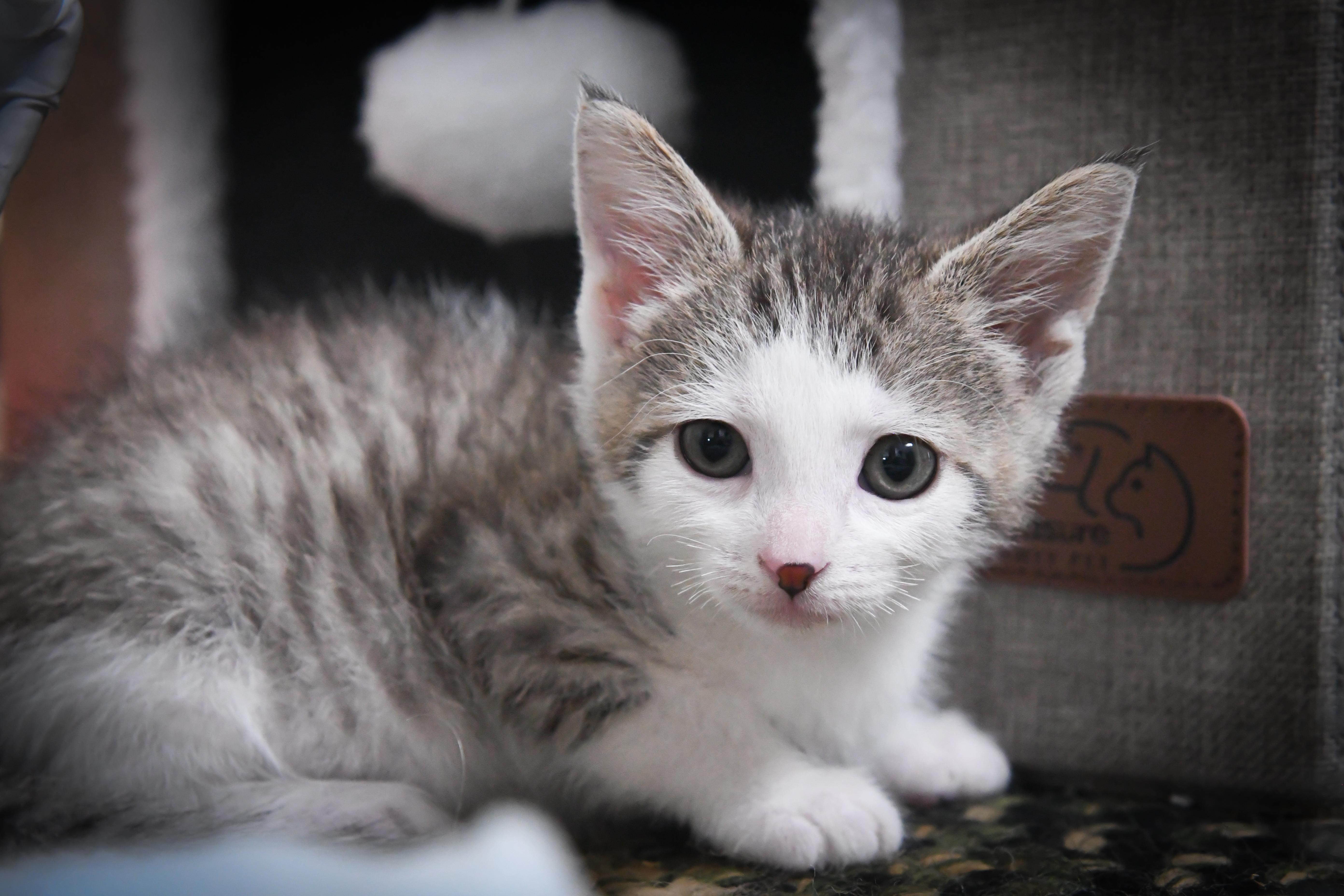 Enlarge Joy, a ADOPTABLE Domestic Short Hair in Port Washington, WI image 3/3