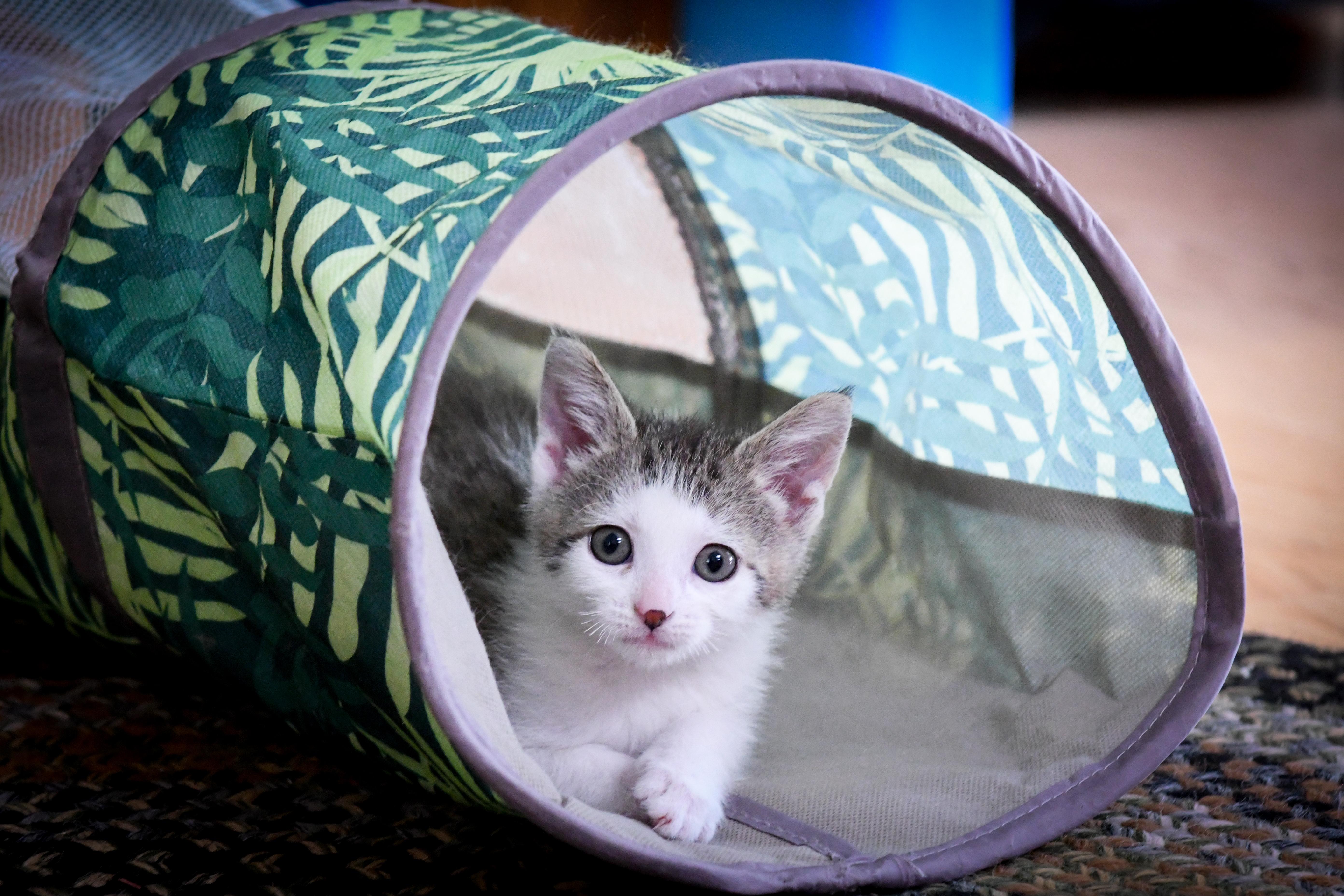 Joy, ADOPTABLE, Kitten Female Domestic Short Hair.