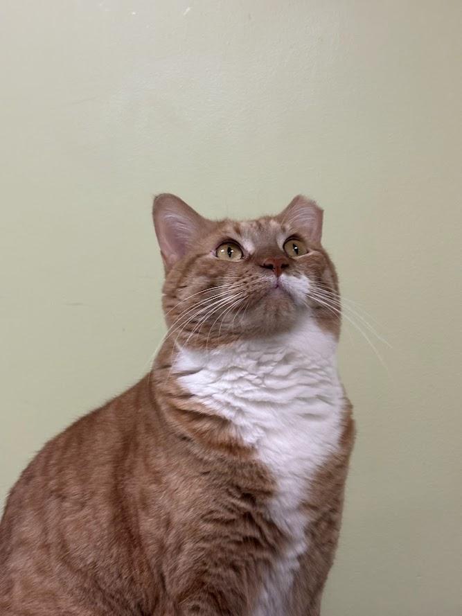 Enlarge Sheba, a Adoptable Domestic Short Hair in The Colony, TX image 4/6