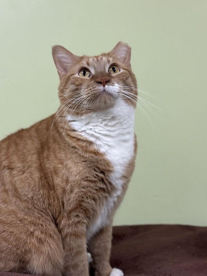 Enlarge Sheba, a Adoptable Domestic Short Hair in The Colony, TX image 1/6