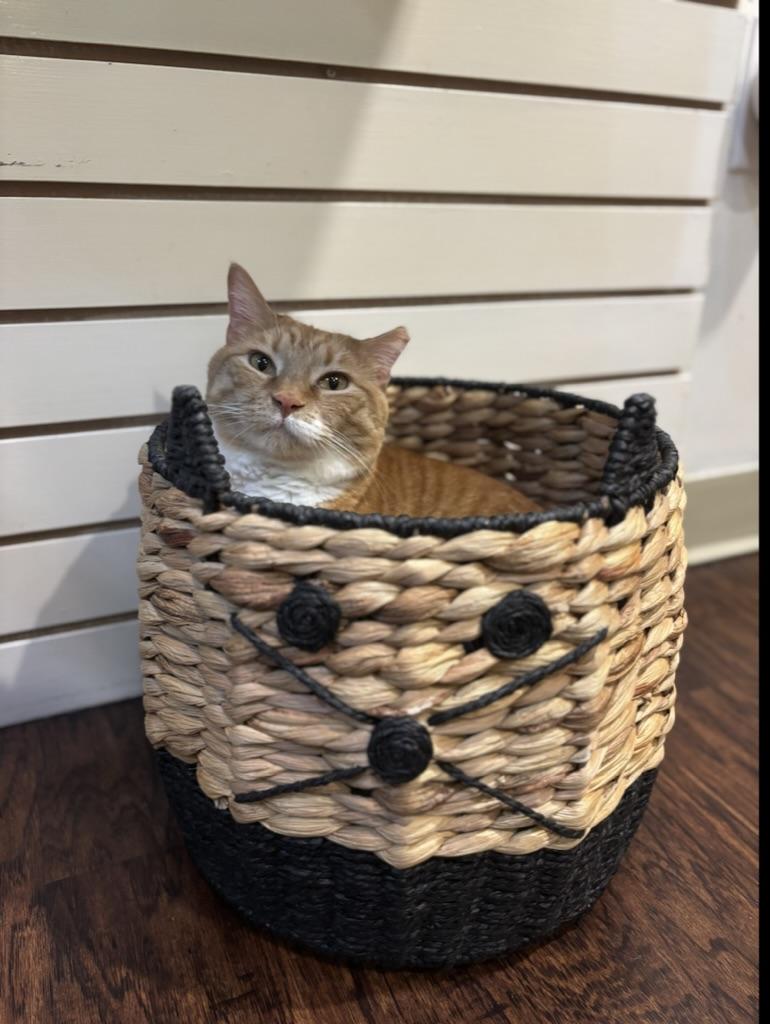 Enlarge Sheba, a Adoptable Domestic Short Hair in The Colony, TX image 6/6