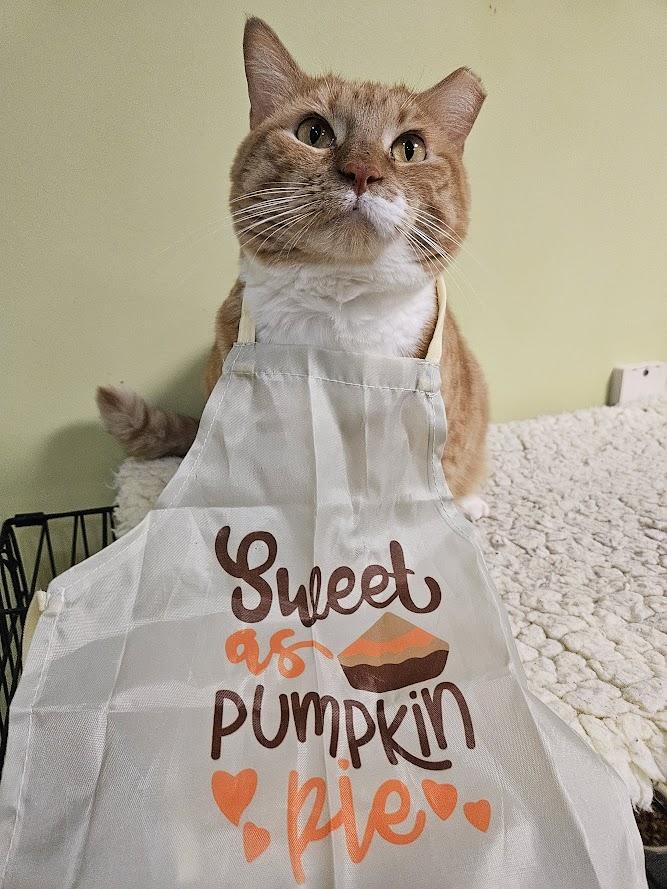 Enlarge Sheba, a Adoptable Domestic Short Hair in The Colony, TX image 2/6