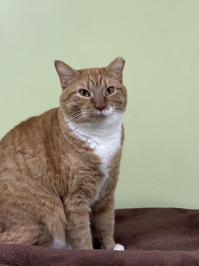 Enlarge Sheba, a Adoptable Domestic Short Hair in The Colony, TX image 5/6