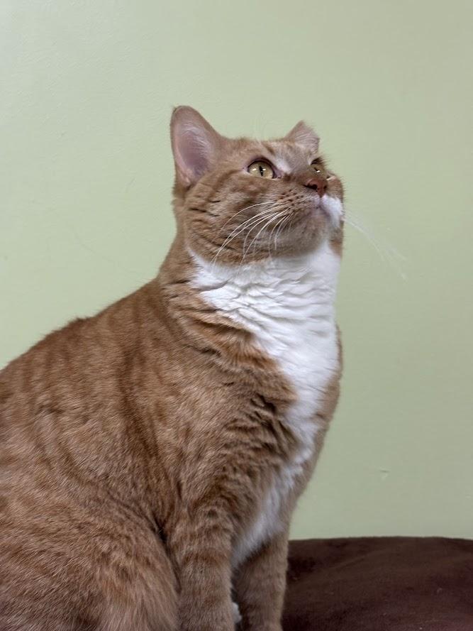 Enlarge Sheba, a Adoptable Domestic Short Hair in The Colony, TX image 6/6