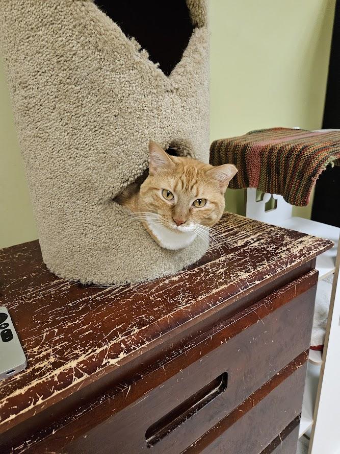 Enlarge Sheba, a Adoptable Domestic Short Hair in The Colony, TX image 3/6