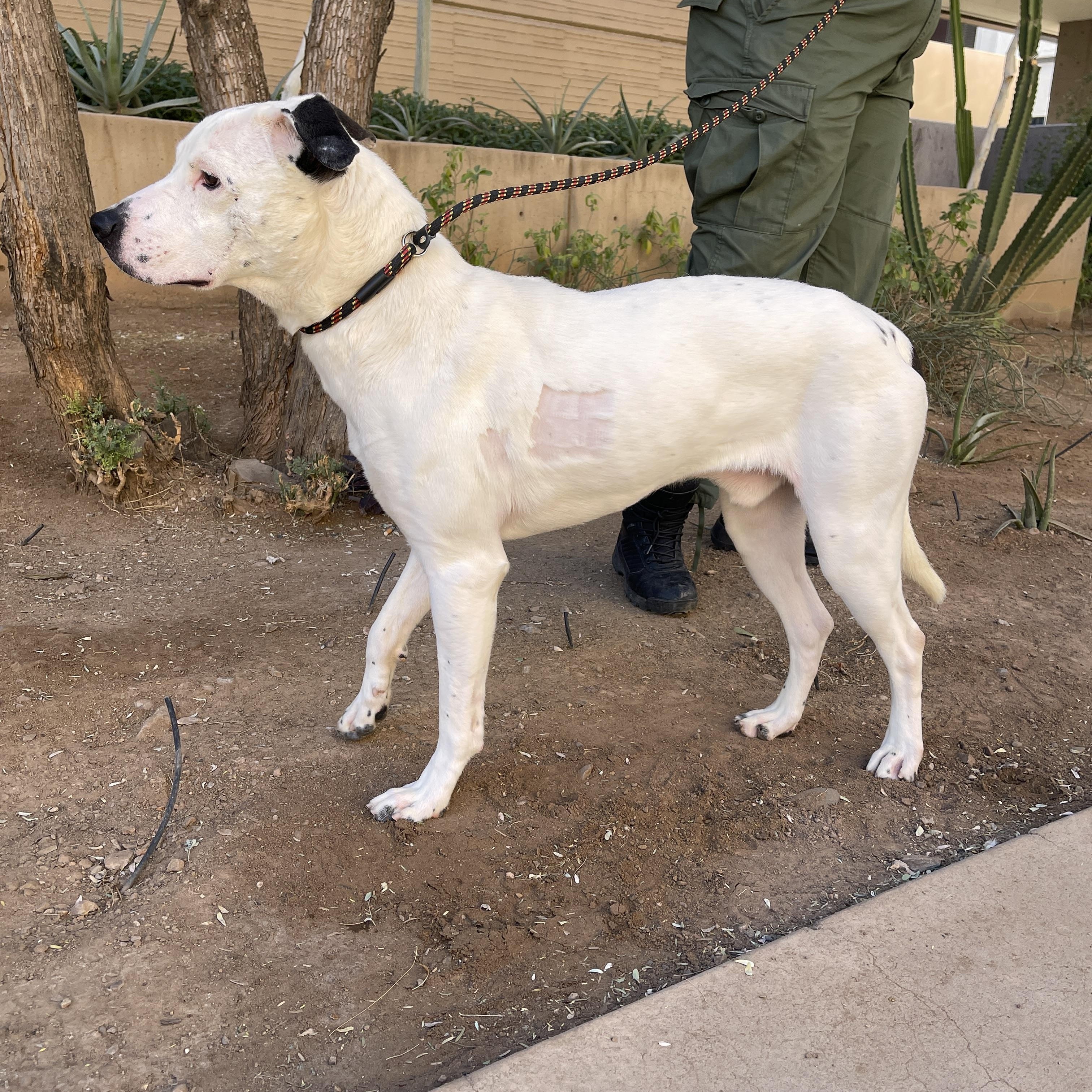 Kup 3973, a Adoptable mixed breed in Phoenix, AZ image 2/6