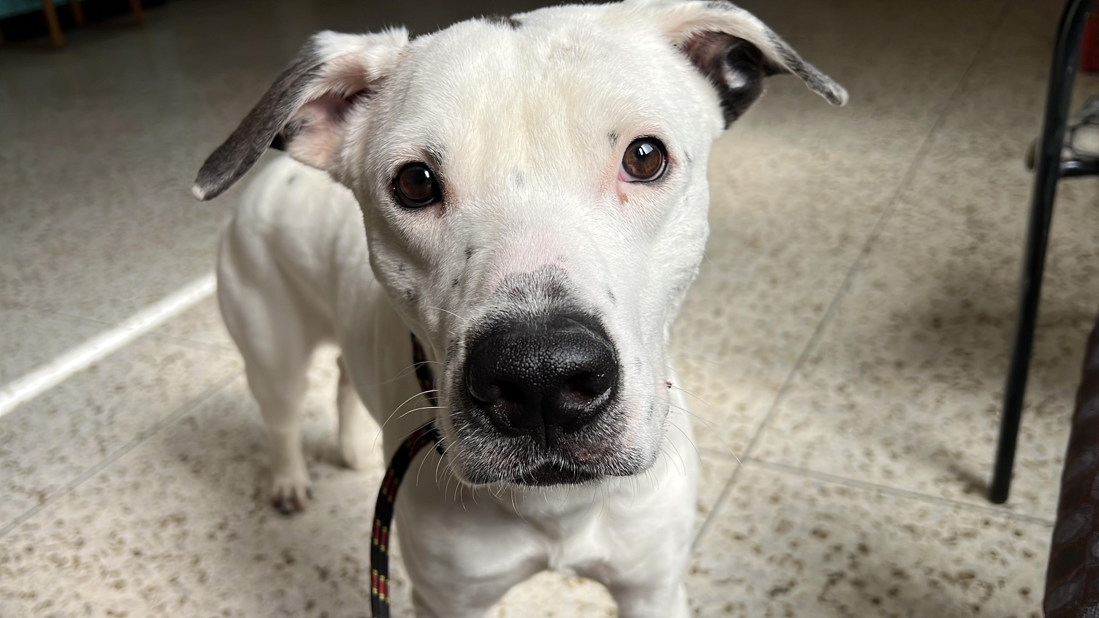 Kup 3973, Adoptable, Young Male Pit Bull Terrier.