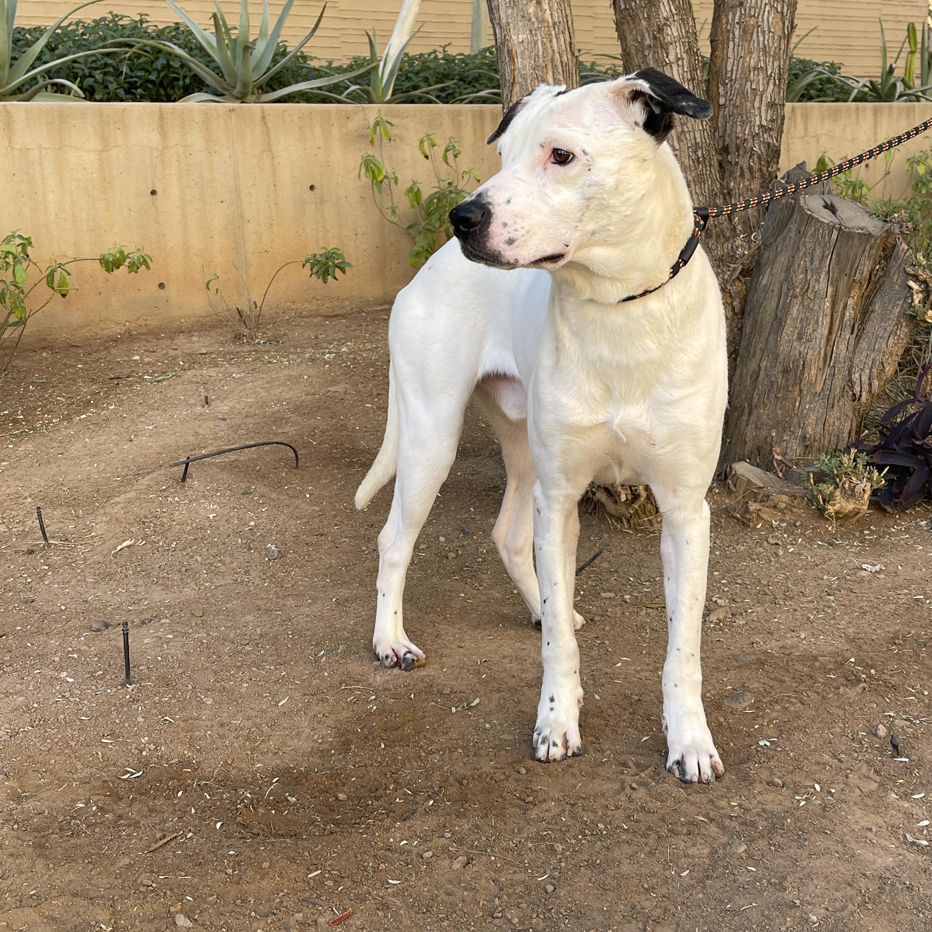 Kup 3973, a Adoptable mixed breed in Phoenix, AZ image 3/6