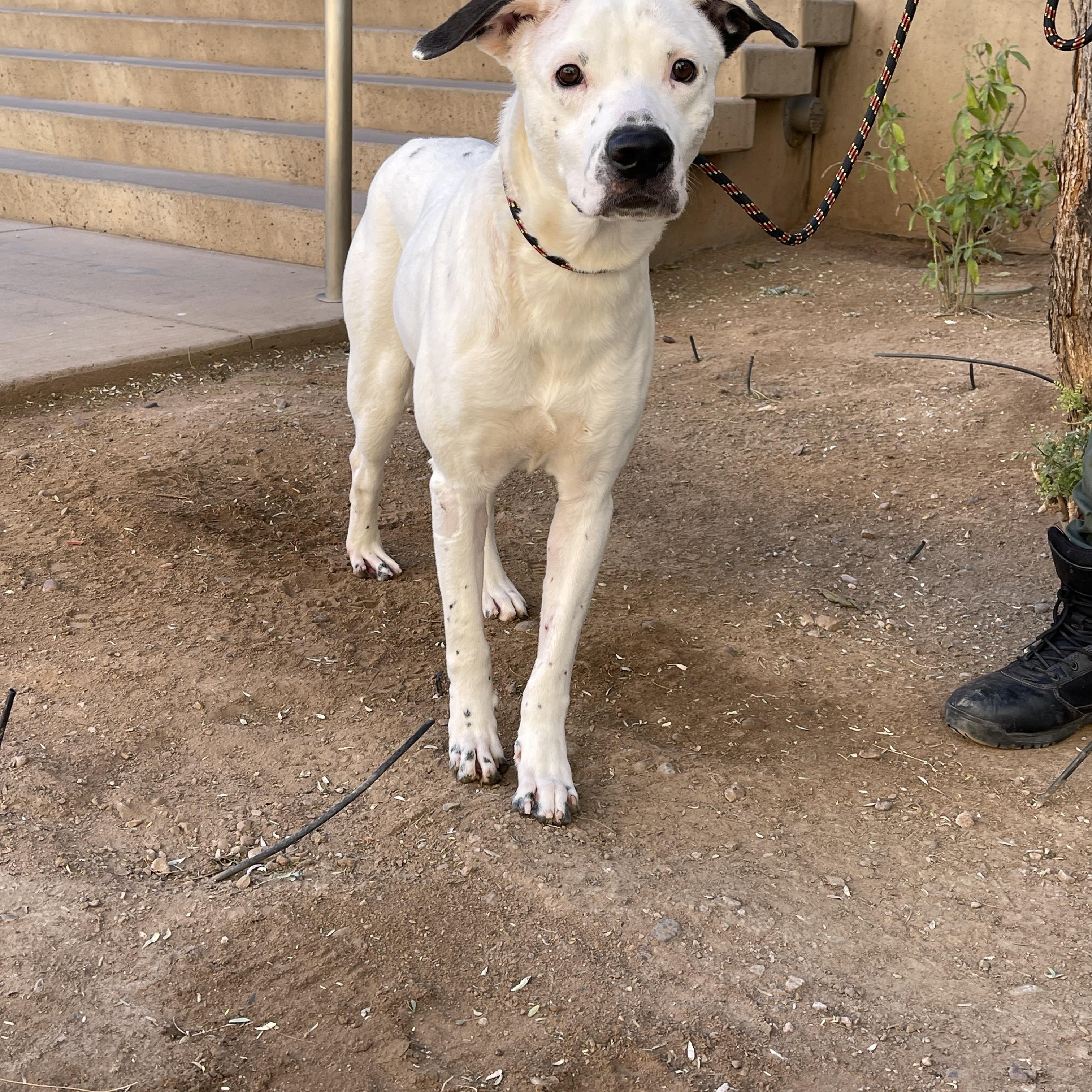 Kup 3973, a Adoptable mixed breed in Phoenix, AZ image 4/6