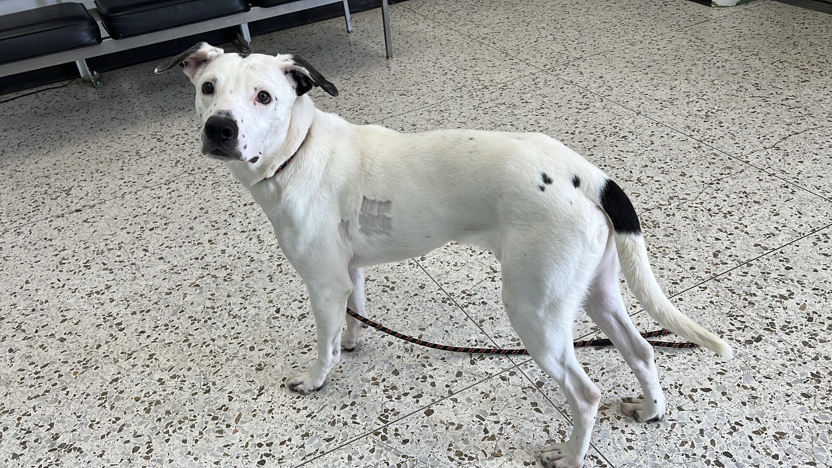 Kup 3973, a Adoptable mixed breed in Phoenix, AZ image 5/6