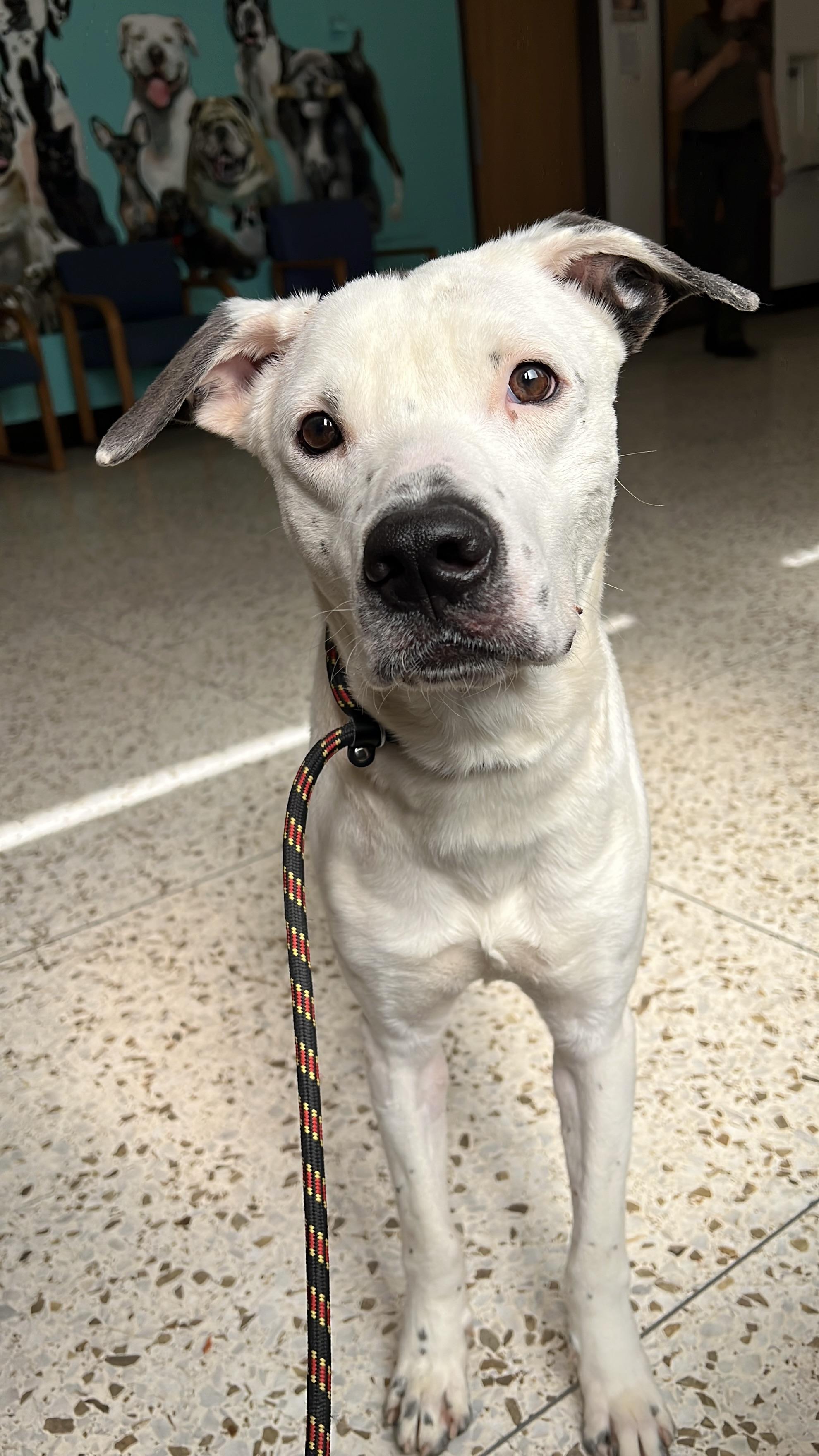 Kup 3973, a Adoptable mixed breed in Phoenix, AZ image 6/6