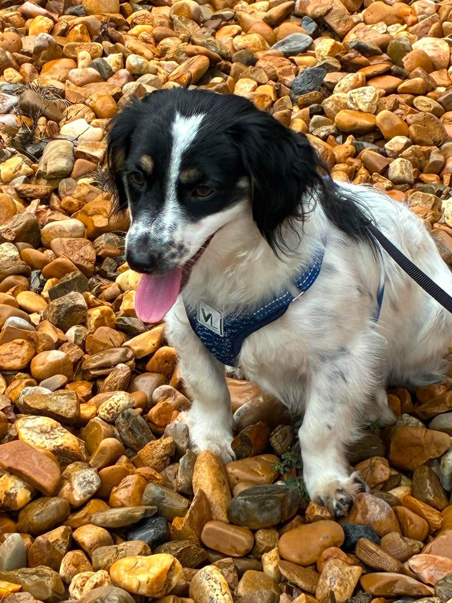 Fritz, Adoptable, Young Male Cocker Spaniel.