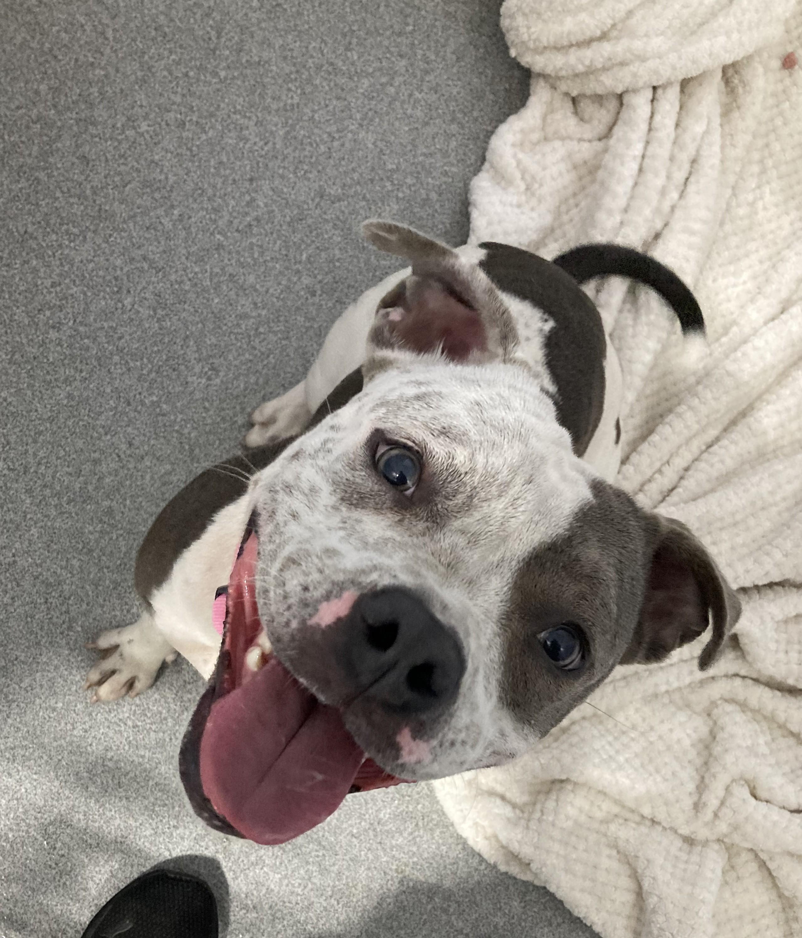 Enlarge Sundae, a Adoptable Mixed Breed in Brookhaven, NY image 2/2