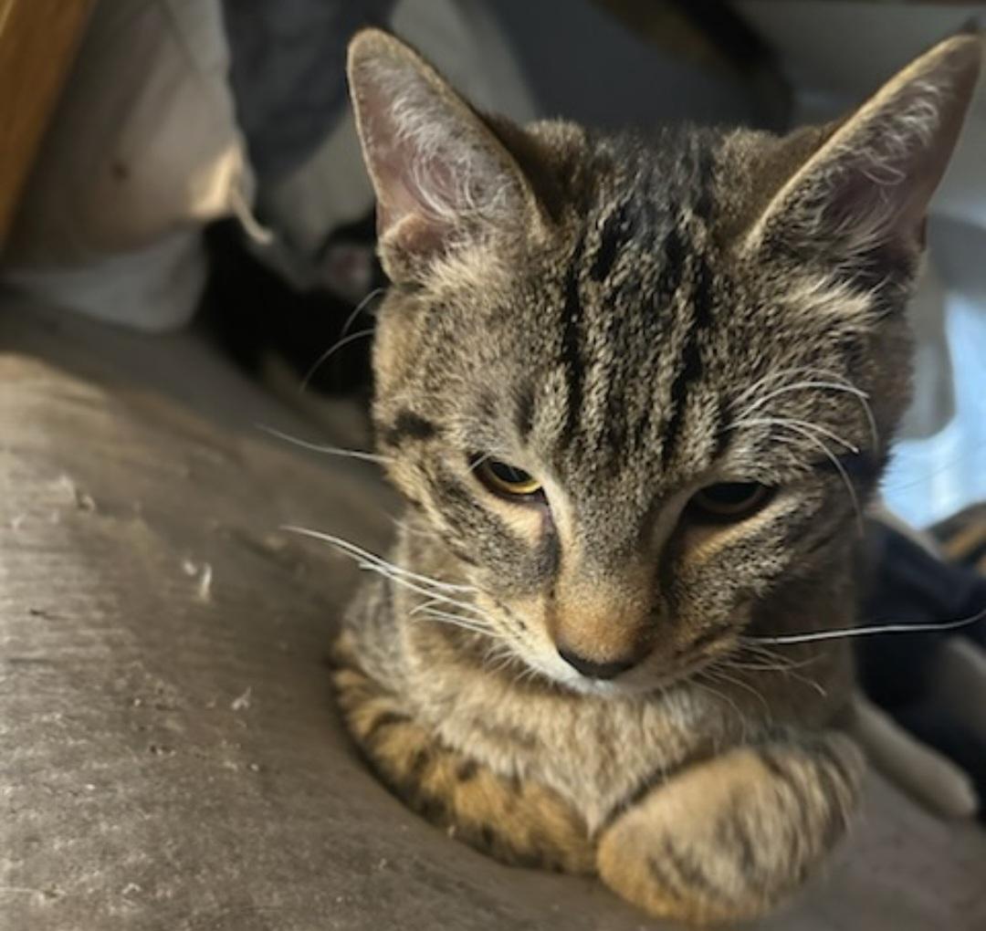 Lion, a ADOPTABLE mixed breed in Tacoma, WA image 2/3