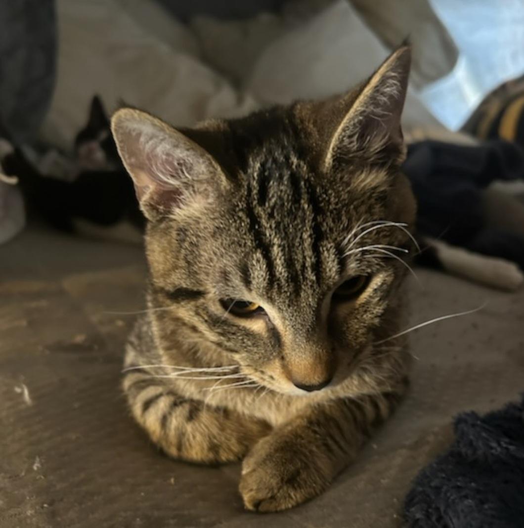 Lion, a ADOPTABLE mixed breed in Tacoma, WA image 3/3