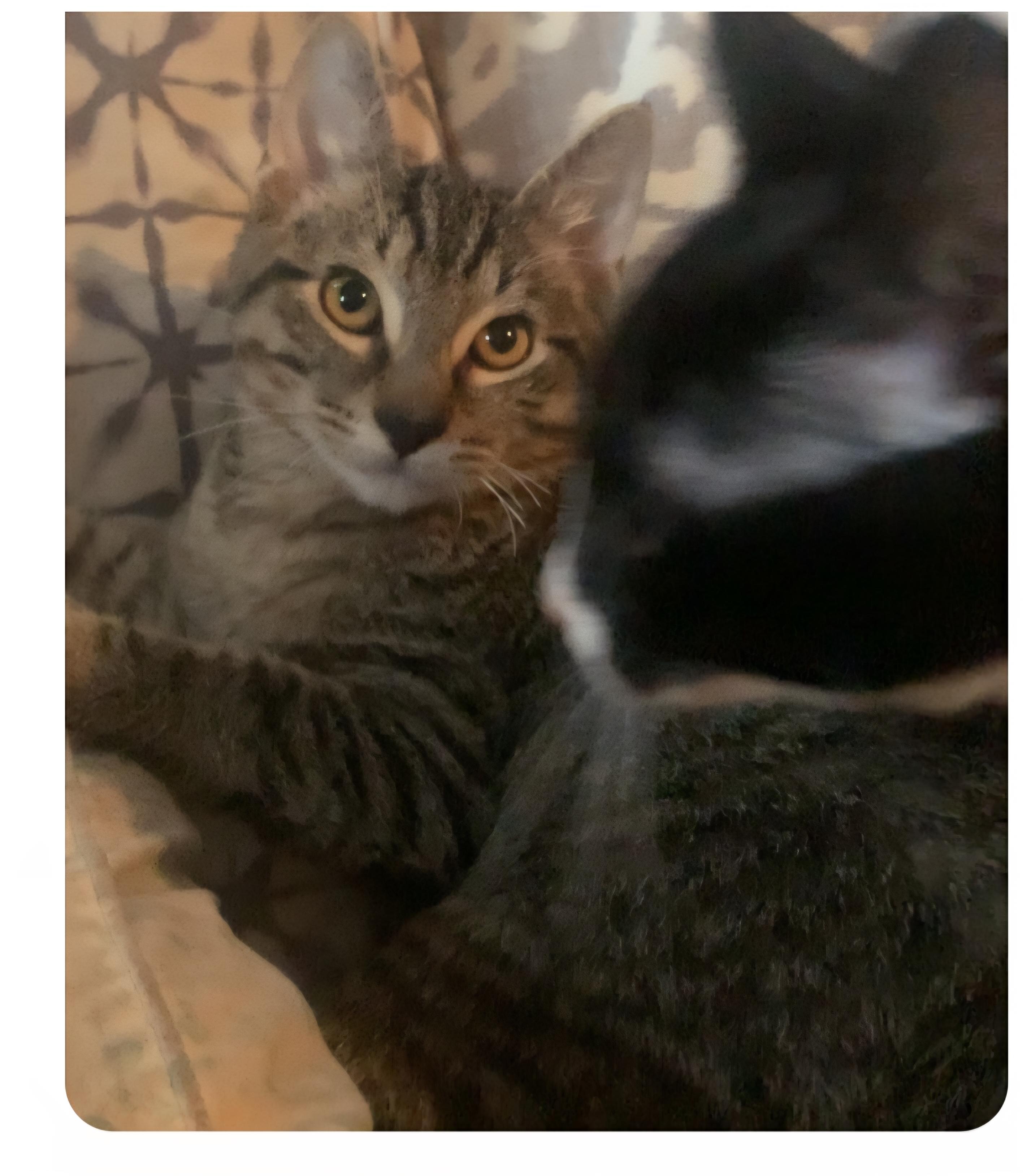 Lion, ADOPTABLE, Young Male Domestic Short Hair.